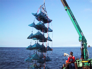 稚貝の入ったパールネットをクレーンで海から吊り上げているところ